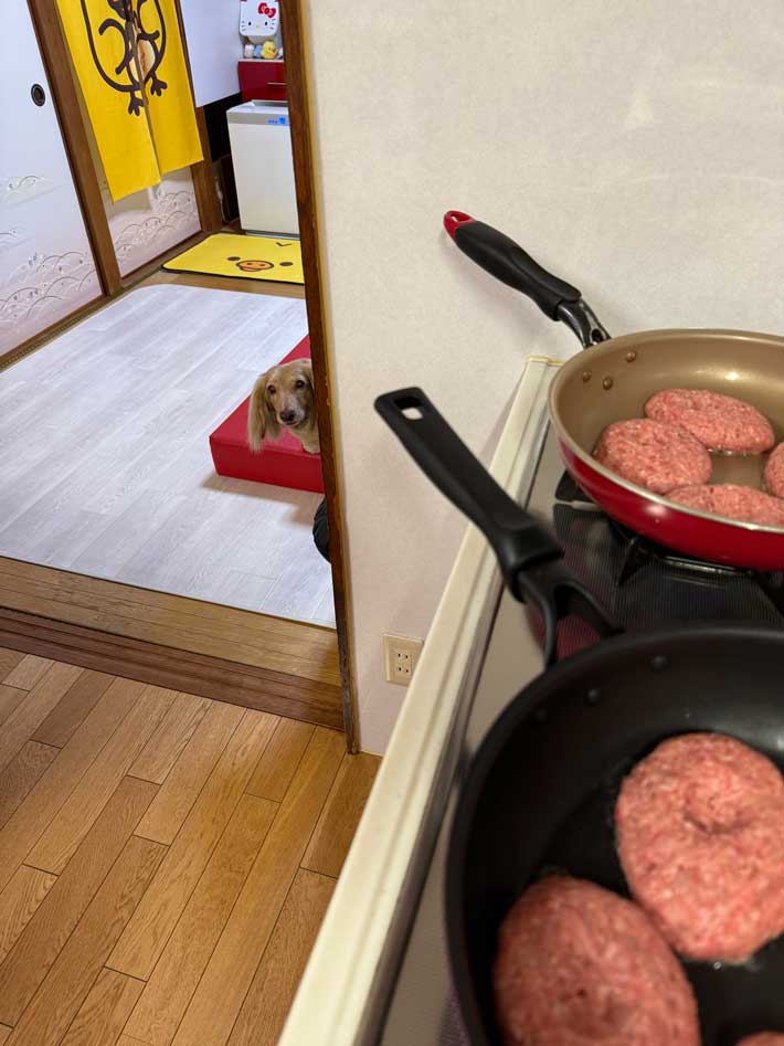 犬の画像