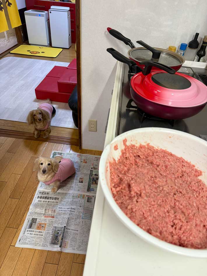 犬の画像