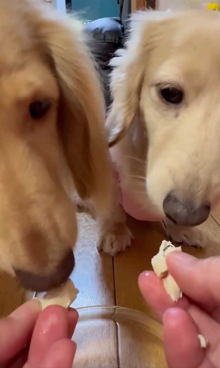 犬の画像