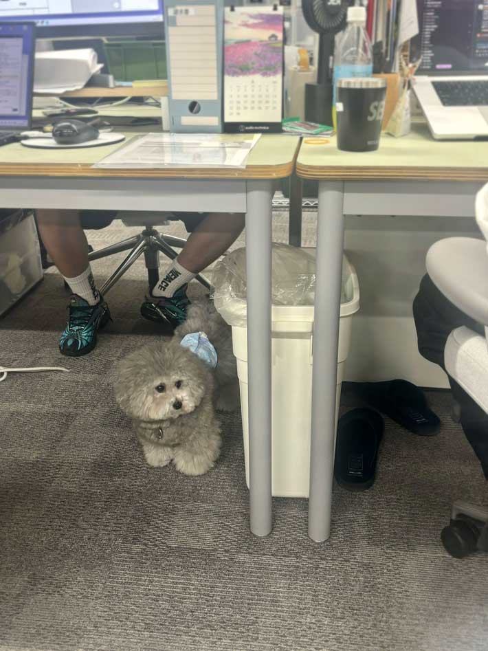 犬の画像