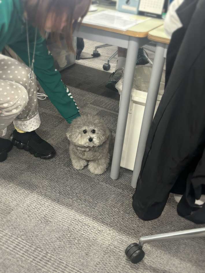 犬の画像