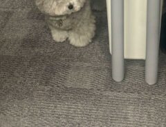 犬の画像