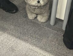 犬の画像