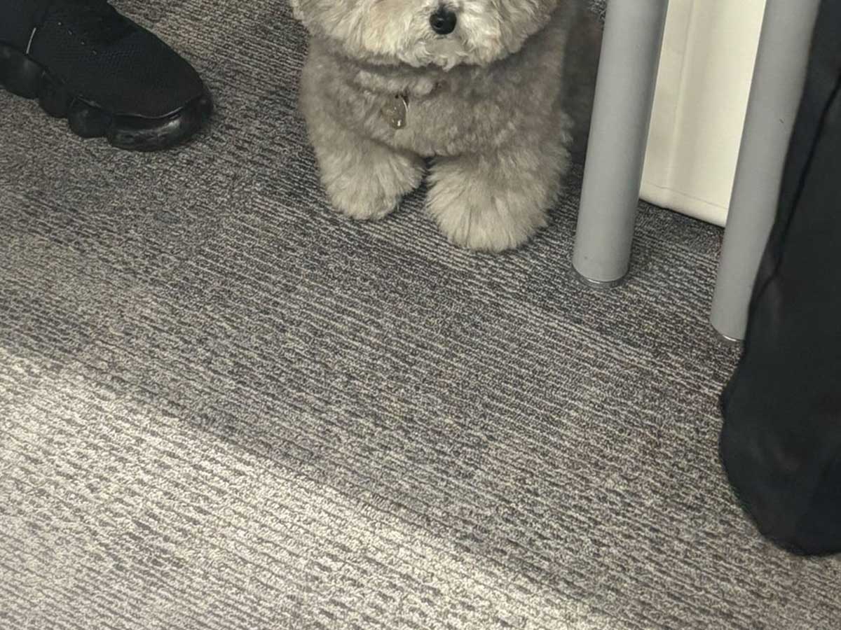 犬の画像