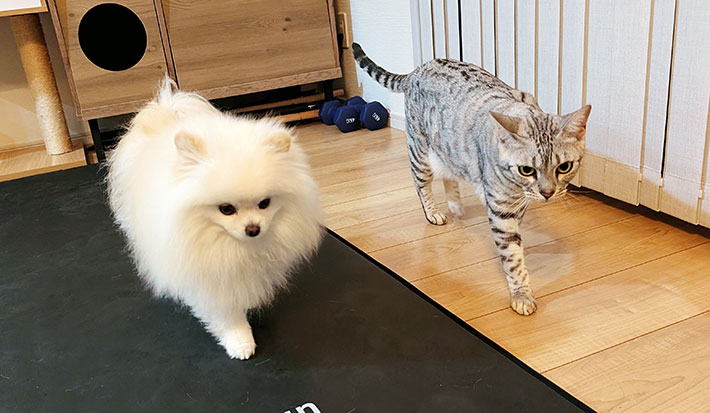 犬と猫の写真
