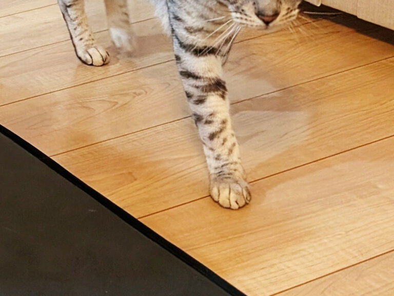 猫の写真