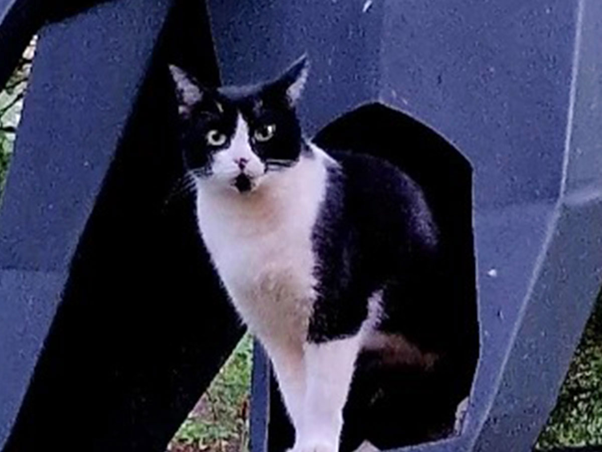 巨大なキャットハウスに座る猫の写真