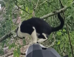 猫の写真