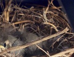 トラクターに営巣した野鳥の写真