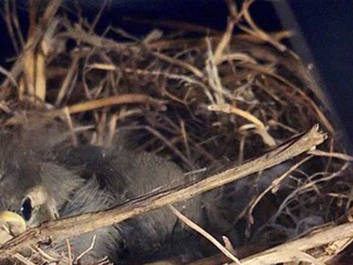 トラクターに営巣した野鳥の写真