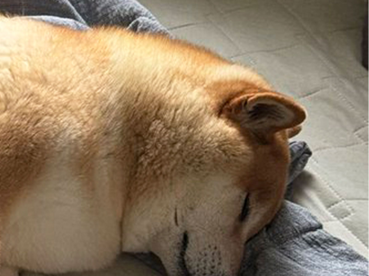 柴犬の写真