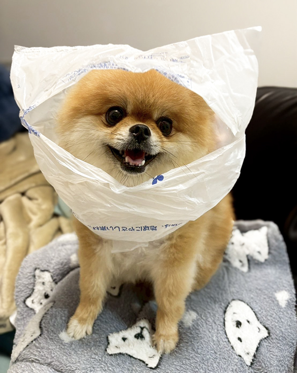 ポメラニアンの写真