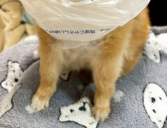 ポメラニアンの写真
