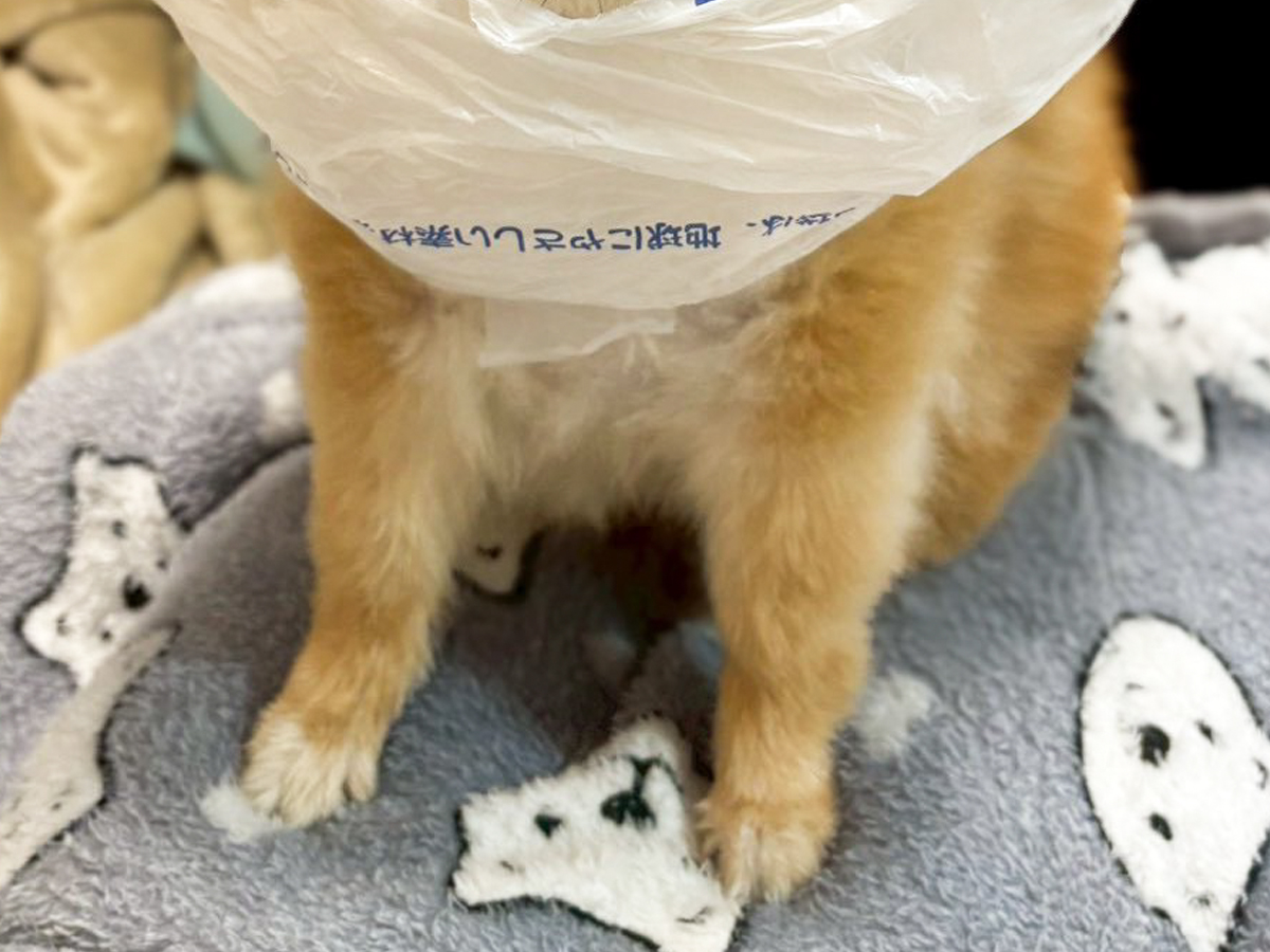 ポメラニアンの写真
