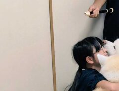犬の画像