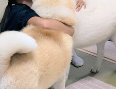 犬の画像