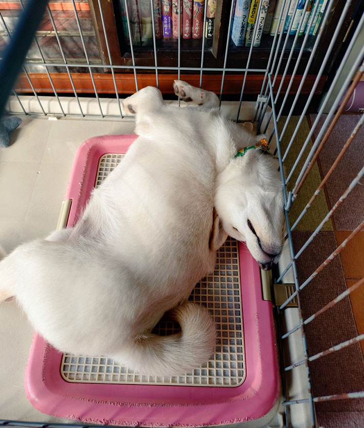 柴犬の写真
