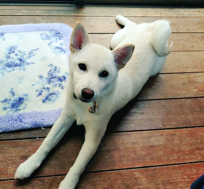 柴犬の写真