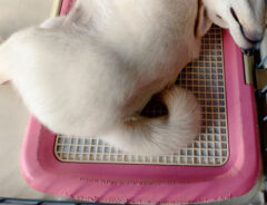 柴犬の写真