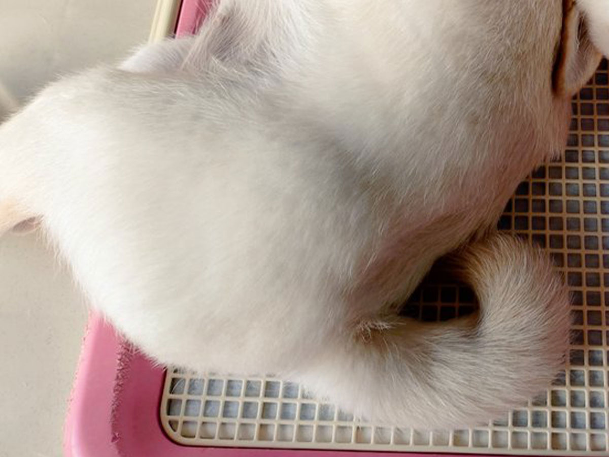 柴犬の写真