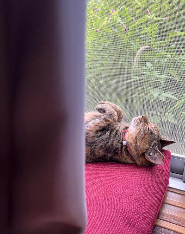 猫の写真