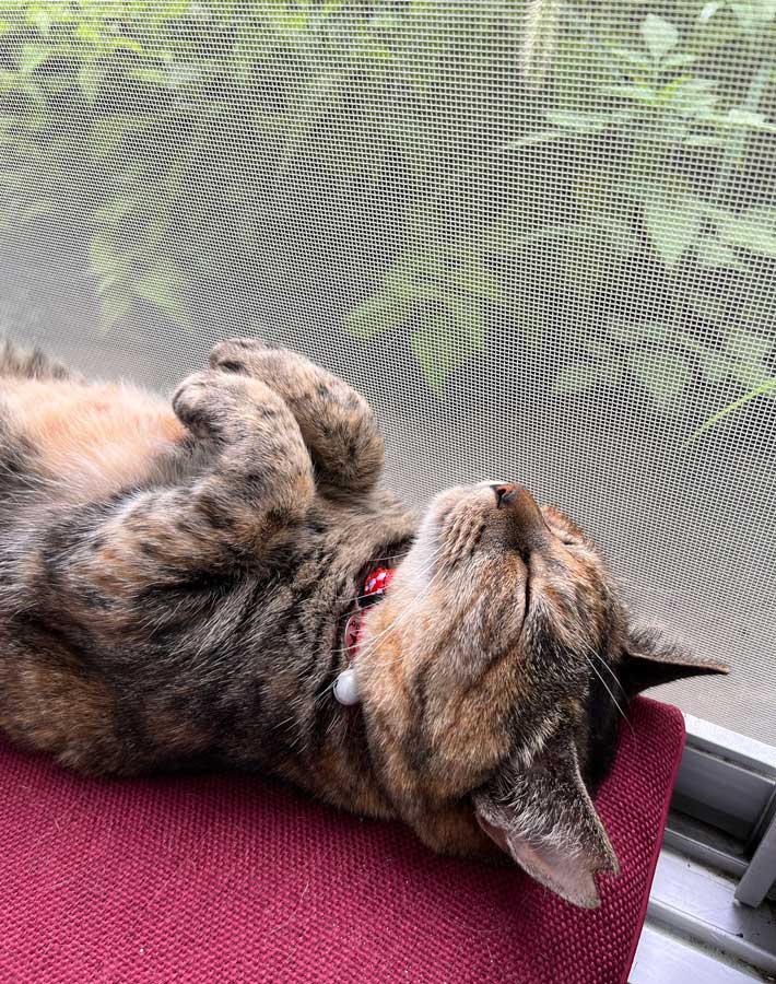 猫の写真