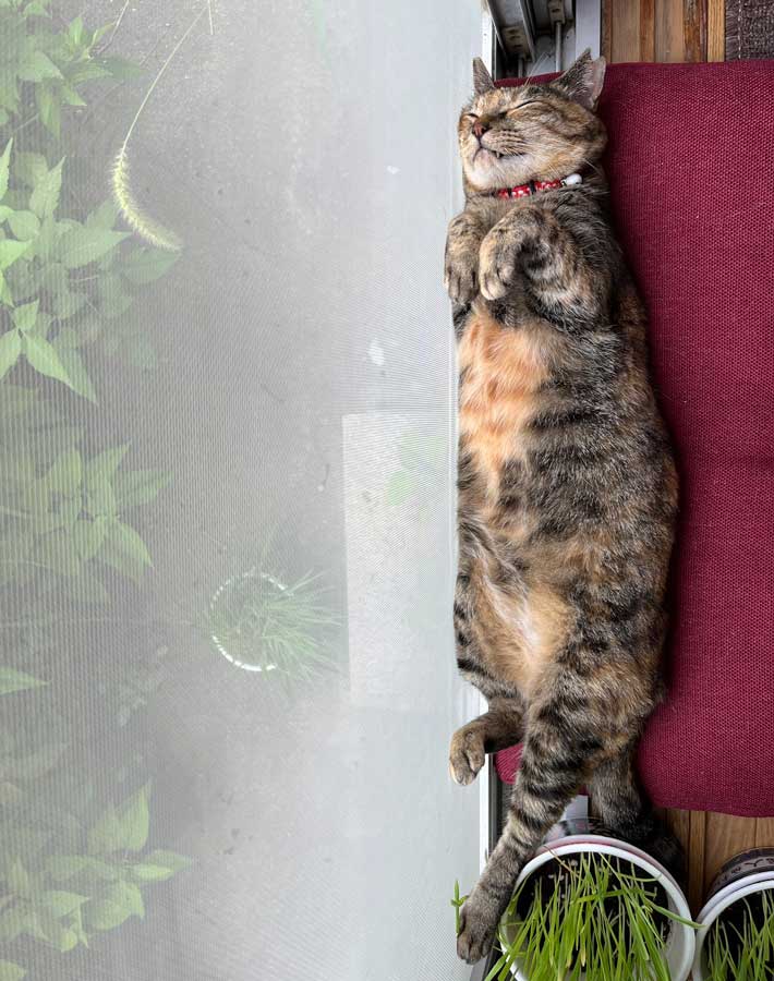 猫の写真