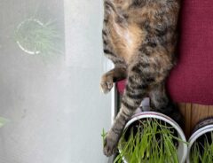 猫の写真