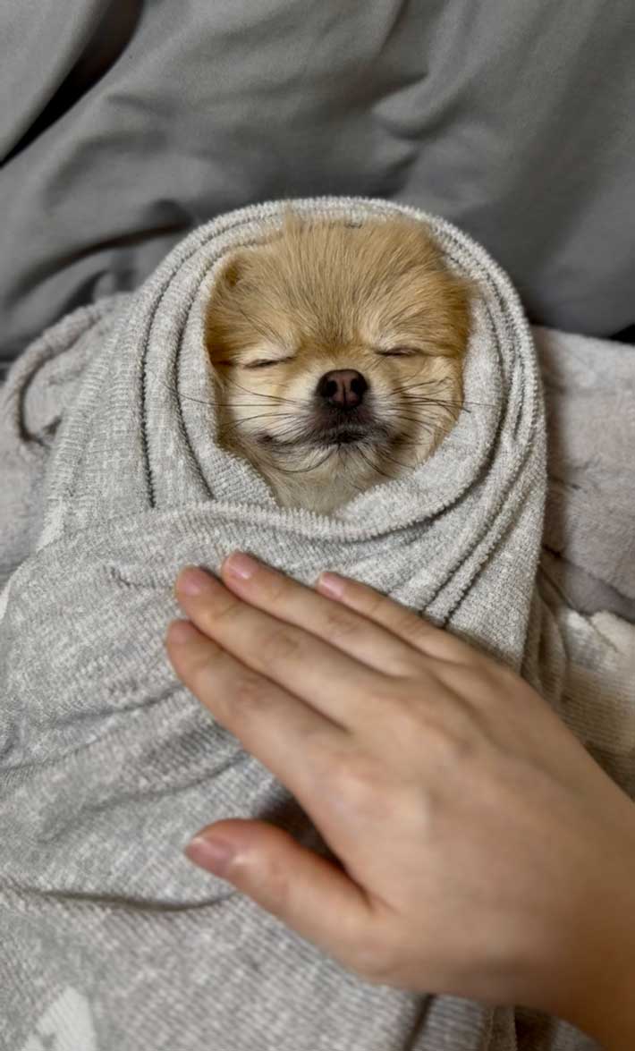 犬の画像