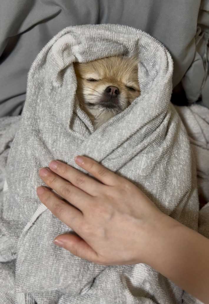 犬の画像
