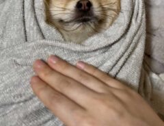 犬の画像