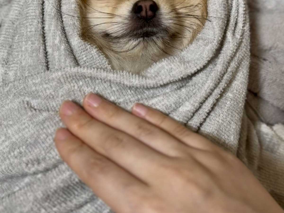 犬の画像