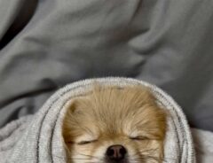 犬の画像