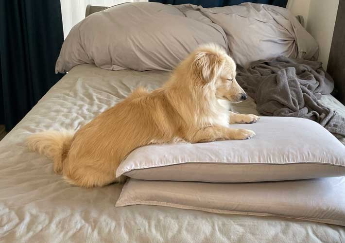 犬の写真
