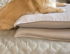 犬の写真