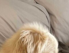 犬の写真