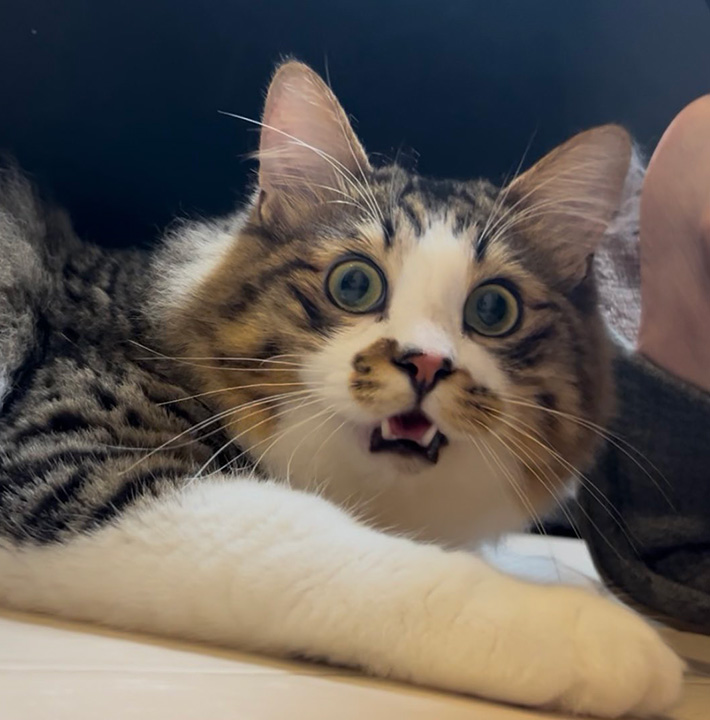 猫のほたてくん
