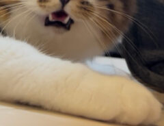 猫のほたてくん