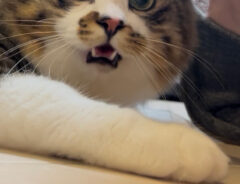 猫のほたてくん