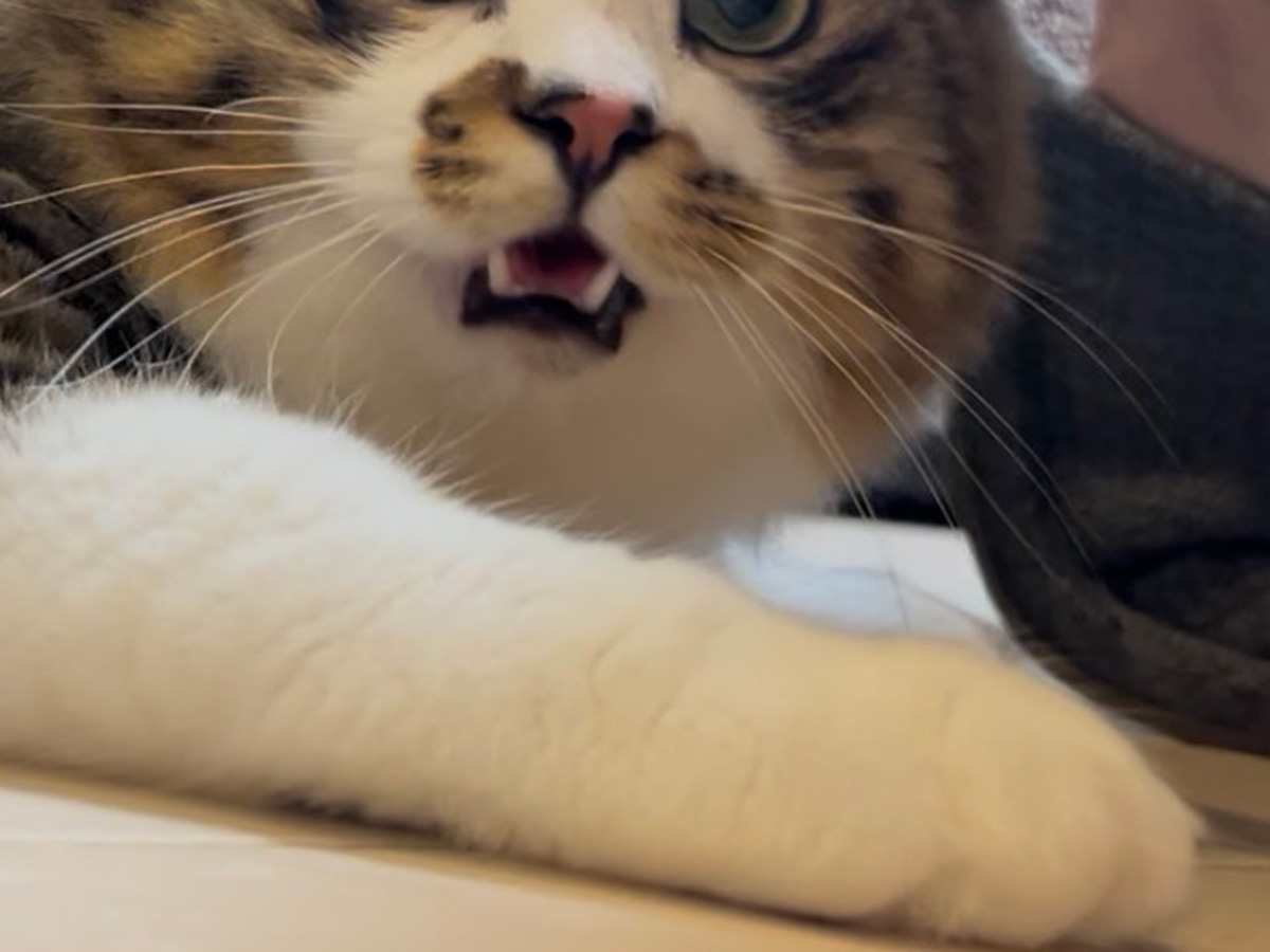 猫のほたてくん