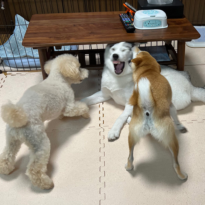 犬の写真