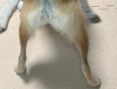 犬の写真