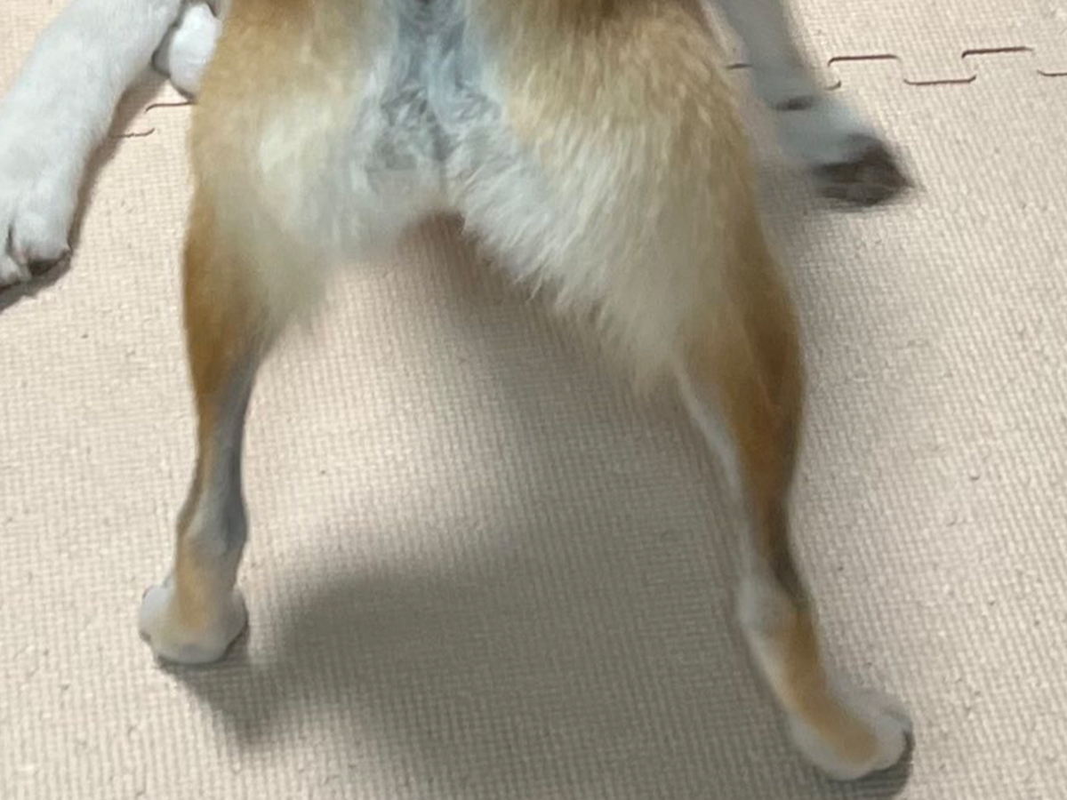 柴犬の写真