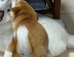 犬の写真