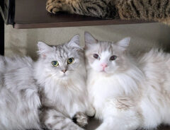３匹の猫たち