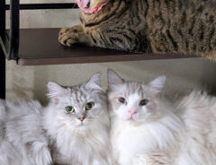 ３匹の猫たち