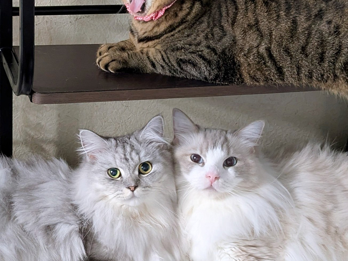 3匹の猫たち