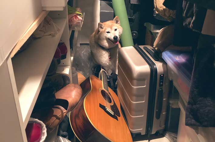 犬の画像