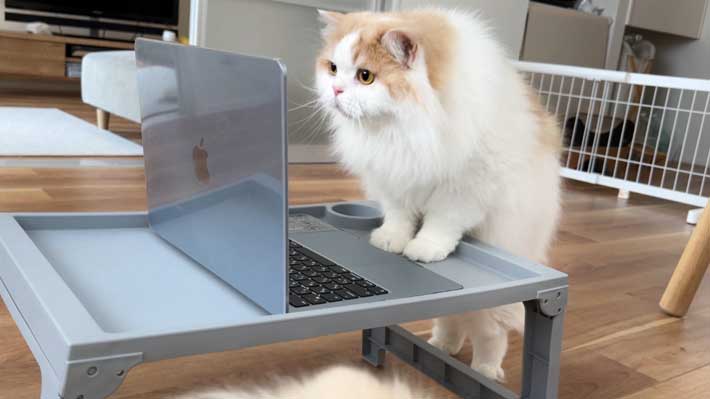 猫の画像