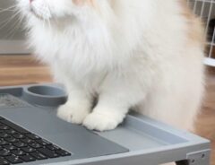 猫の画像
